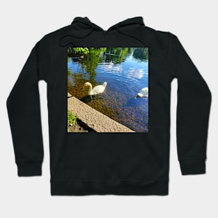 Public Gardens Swan Hoodie